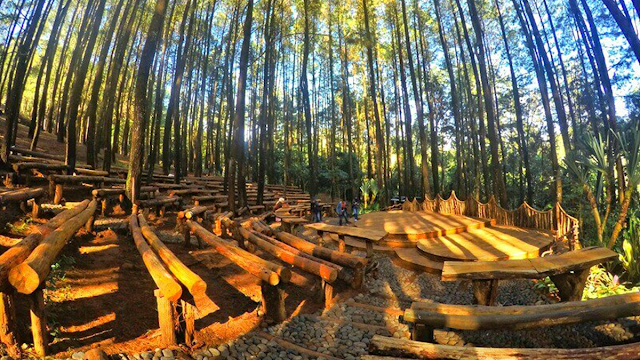 Hutan Pinus Mangunan Jogja