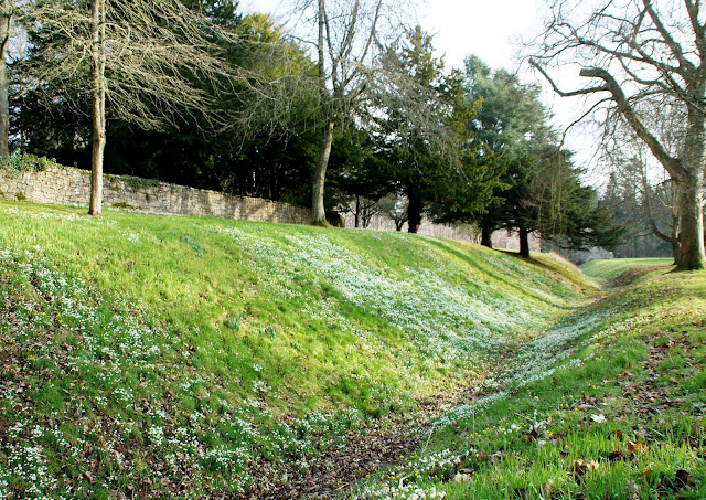 Snowdrops at Dryburgh Abbey Snowdrops at Dryburgh Abbey