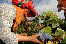 المغرب يسعى لتصدير النبيذ نحو السوق الصينية