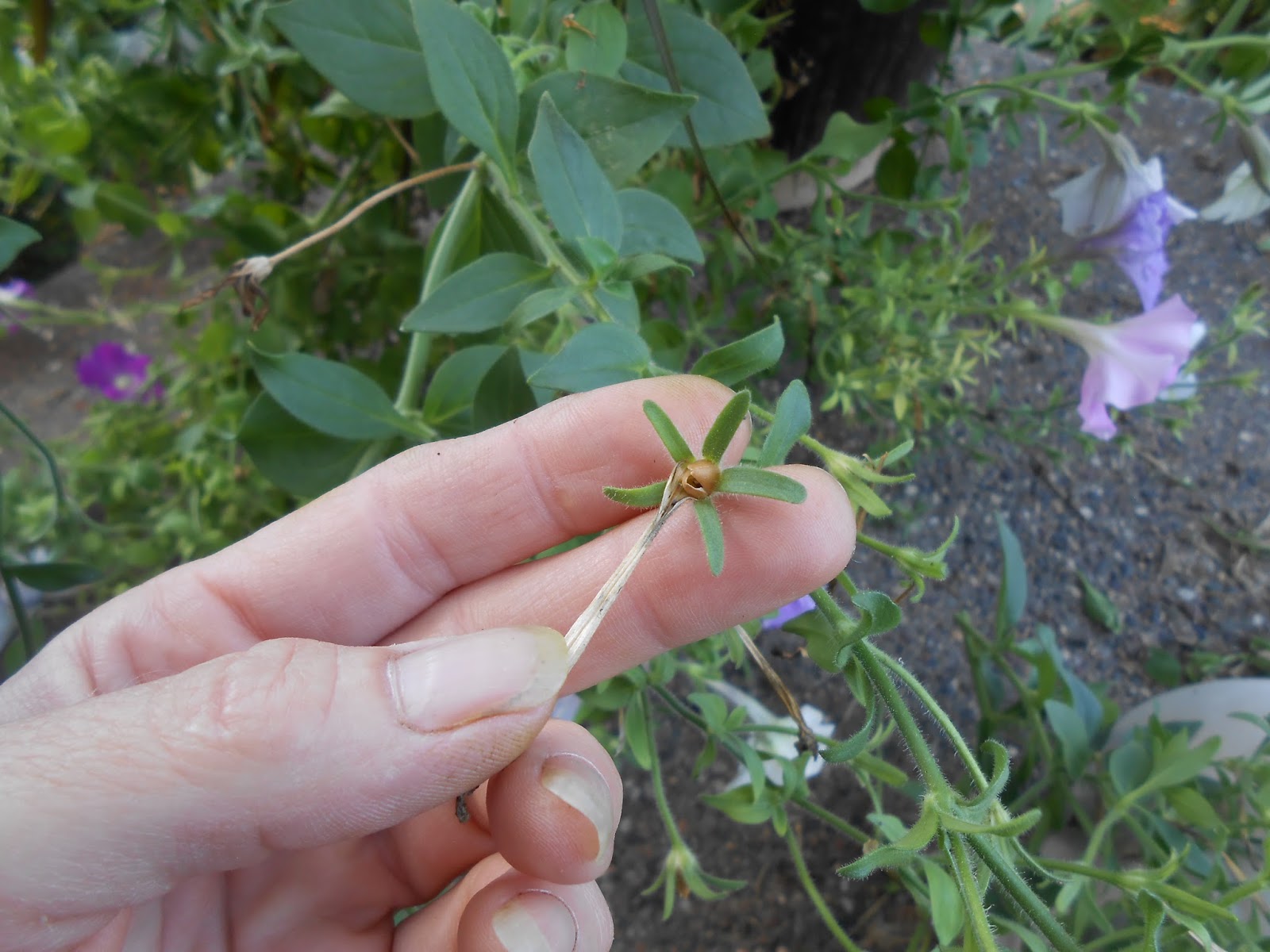 Sproutsandstuff Saving Petunia Seeds