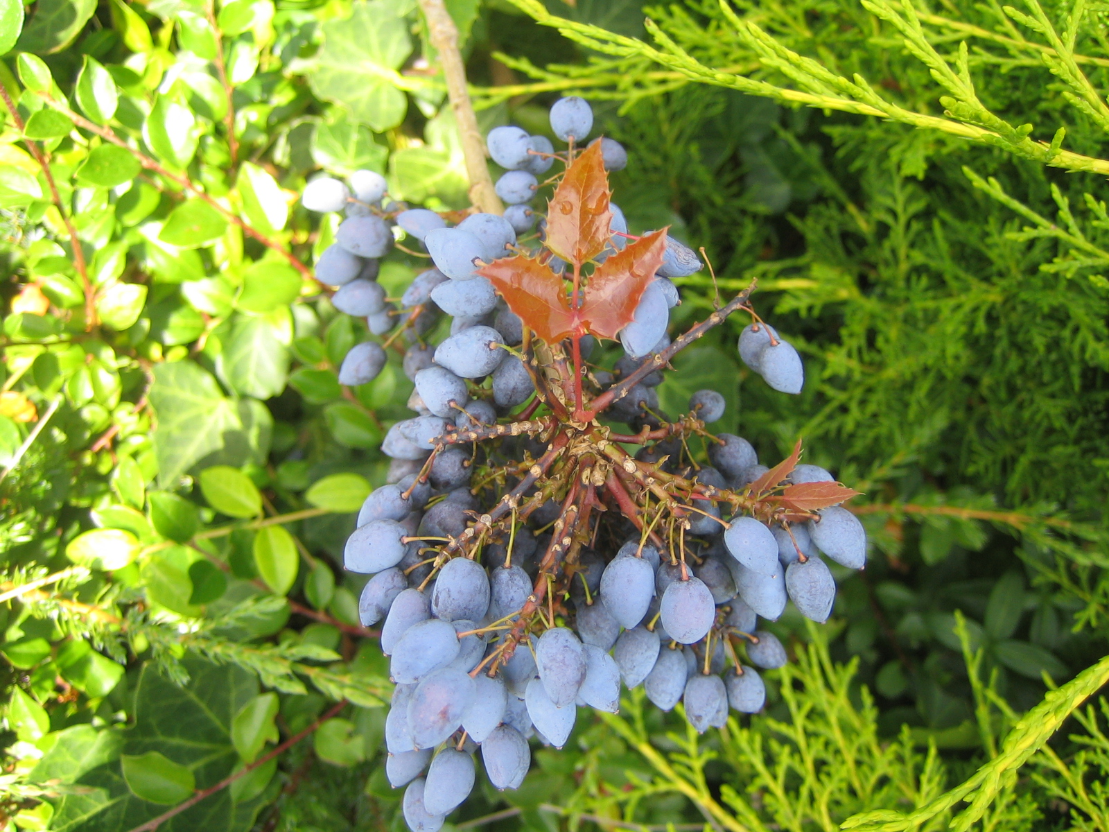 Mahonia Aquifolium Stock Photos Mahonia Aquifolium Stock Images