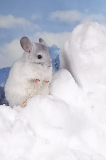 iphone  background wallpaper