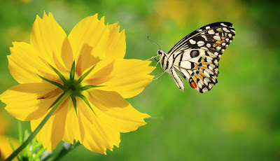Hermosa mariposa admirando la belleza de las flores del campo