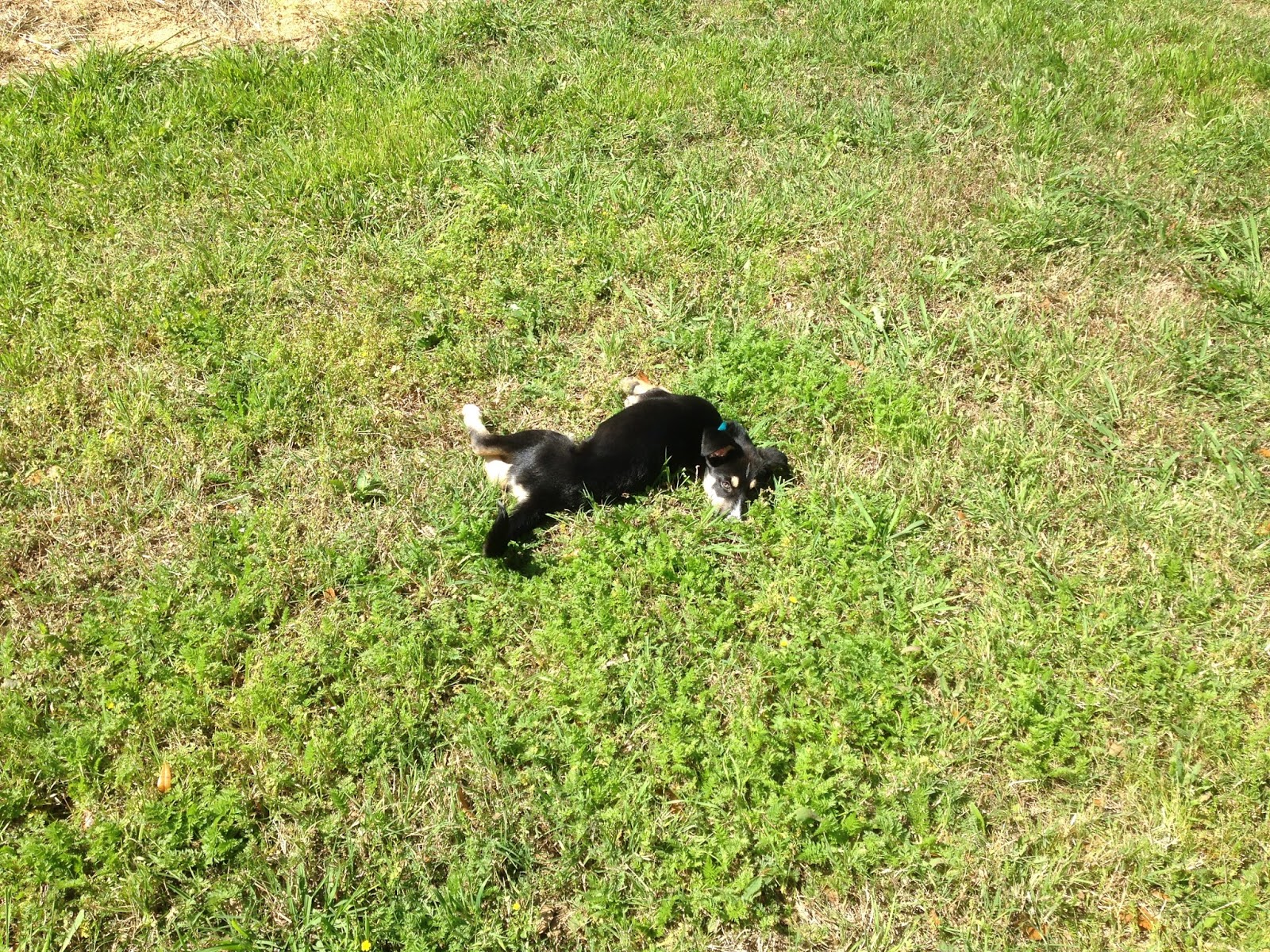 The FortyFive Puppy In The Sun