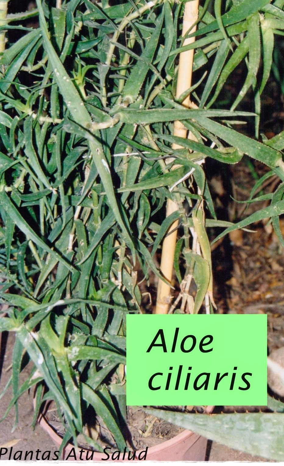 PLANTAS MEDICINALES A TU SALUD: ALOE
