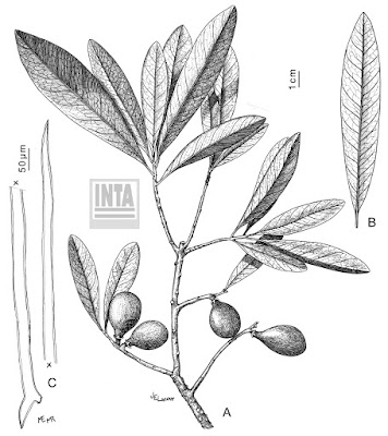 Mataojos colorado (Pouteria gardneriana)