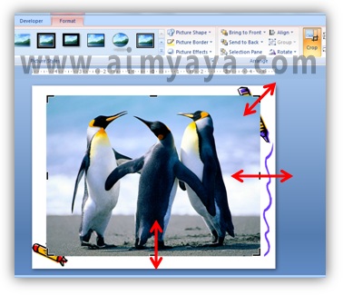  Gambar:  Mengatur area cropping / pemotongan gambar di powerpoint 