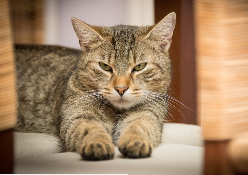 Baru Menggunakan Telegram Baca Ini Muryadi Net