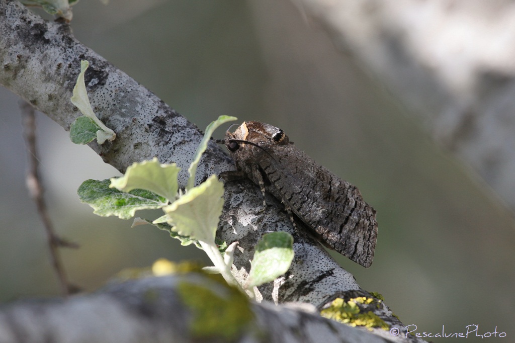 Pescalune Photo: Cossus gâte-bois (Cossus cossus), Goat moth