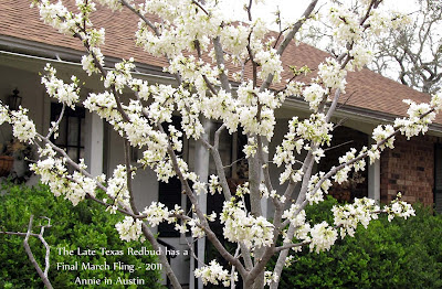 Annieinaustin,whitebud in 2011