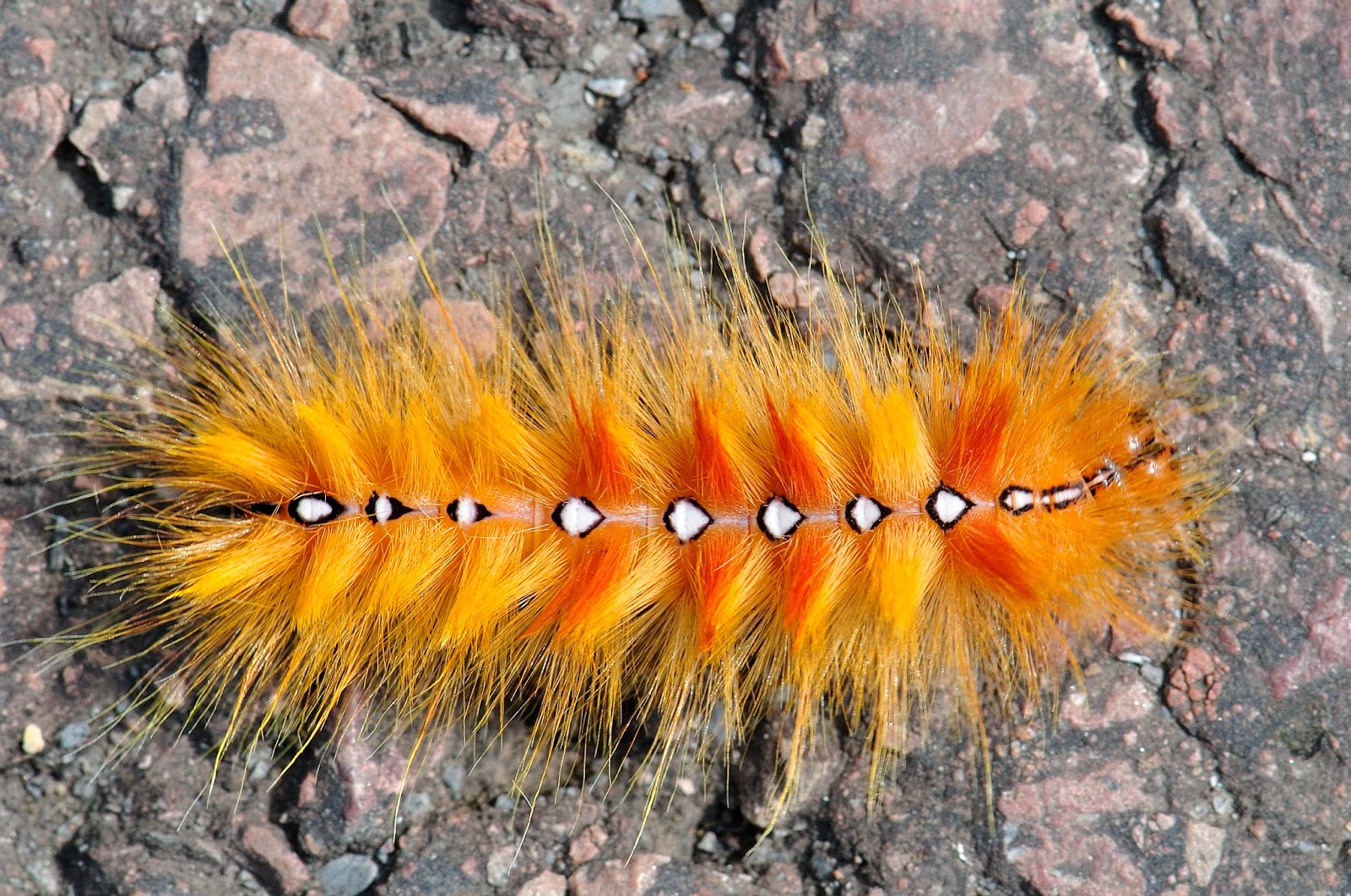 Trent Valley Beetles Is this the most Striking Caterpillar in the UK?