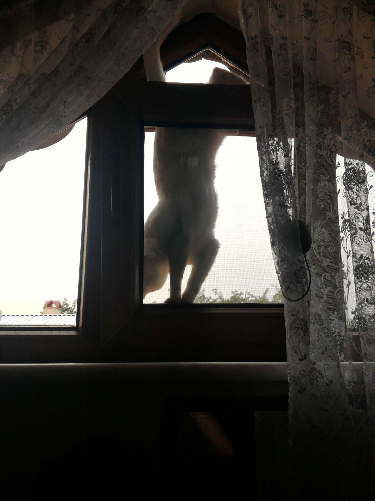 Eyvah Kedim Evden Kaçtı!