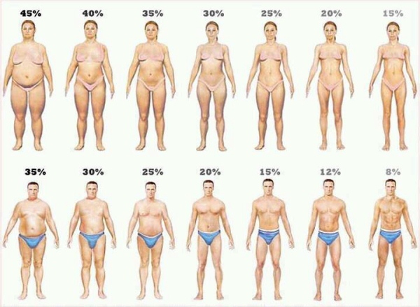 Average Women Body Fat 116