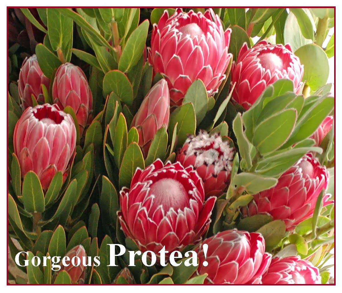 A Passion for Flowers Flowers What We LOVE!