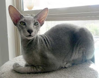 10 Cat Species Have Most Expensive together with Fantastic Prices | Cat News Cat Species Have Most Expensive together with Fantastic Prices 10 Cat Species Have Most Expensive together with Fantastic Prices | Cat News