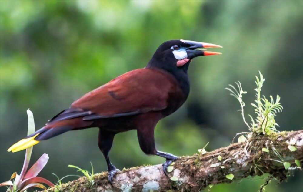 colorful birds in the rainforest