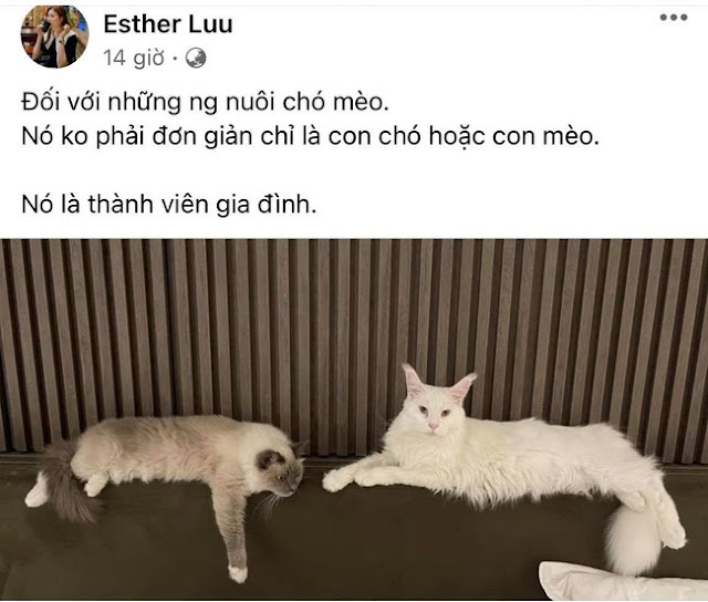 Hari Won gửi tiền từ thiện về HQ trong khi đang sống ở Sài Gòn: ‘Ăn cây táo, rào cây sung’