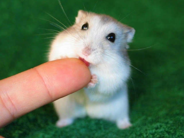 7 Cara Mengajak Hamster Bermain Yang Tepat Agar Tidak Stres