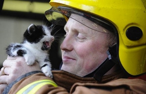 amazing animal rescue pictures