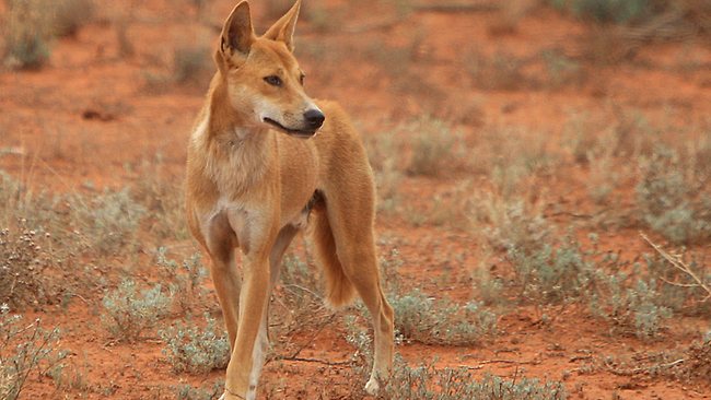 The Dingo Dog | Animals Lover