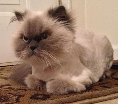 cats-angry-after-shaving-her-hair-6