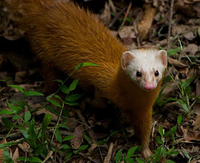 World weasel