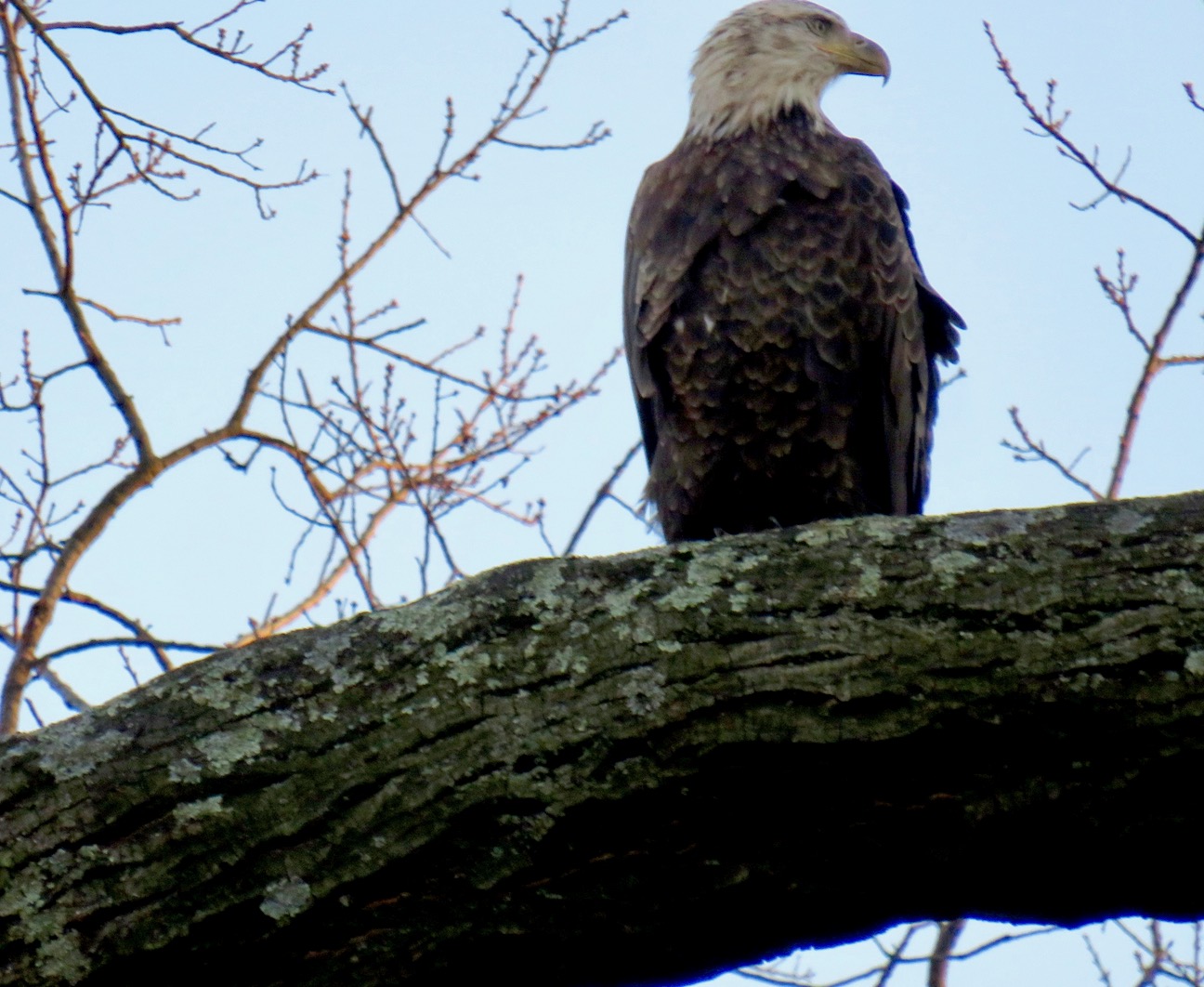 Prospect Park Bird Sightings & North Brooklyn Nature News Fwd Bald