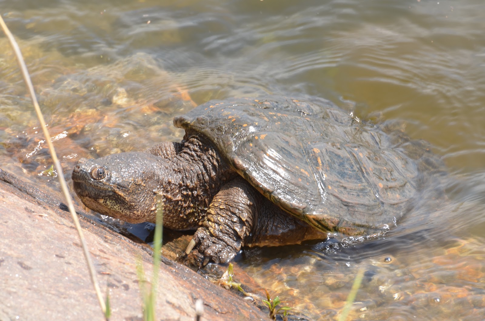 Urban wildlife guide snapping turtle 