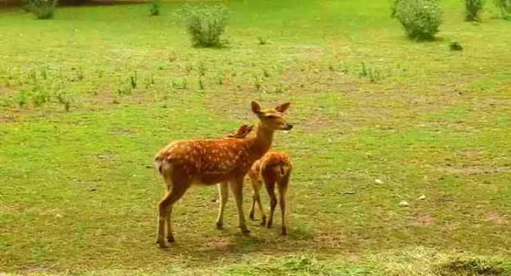 Deer Park, Tourist Places In Sambalpur