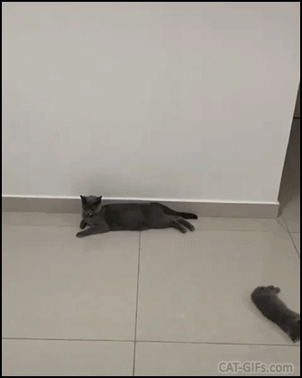 Amazing Cat GIF • Hot days. The whole family is napping on cool floor. This is heaven on earth... Amazing Cat GIF • Hot days. The whole family is napping on cool floor. This is heaven on earth...