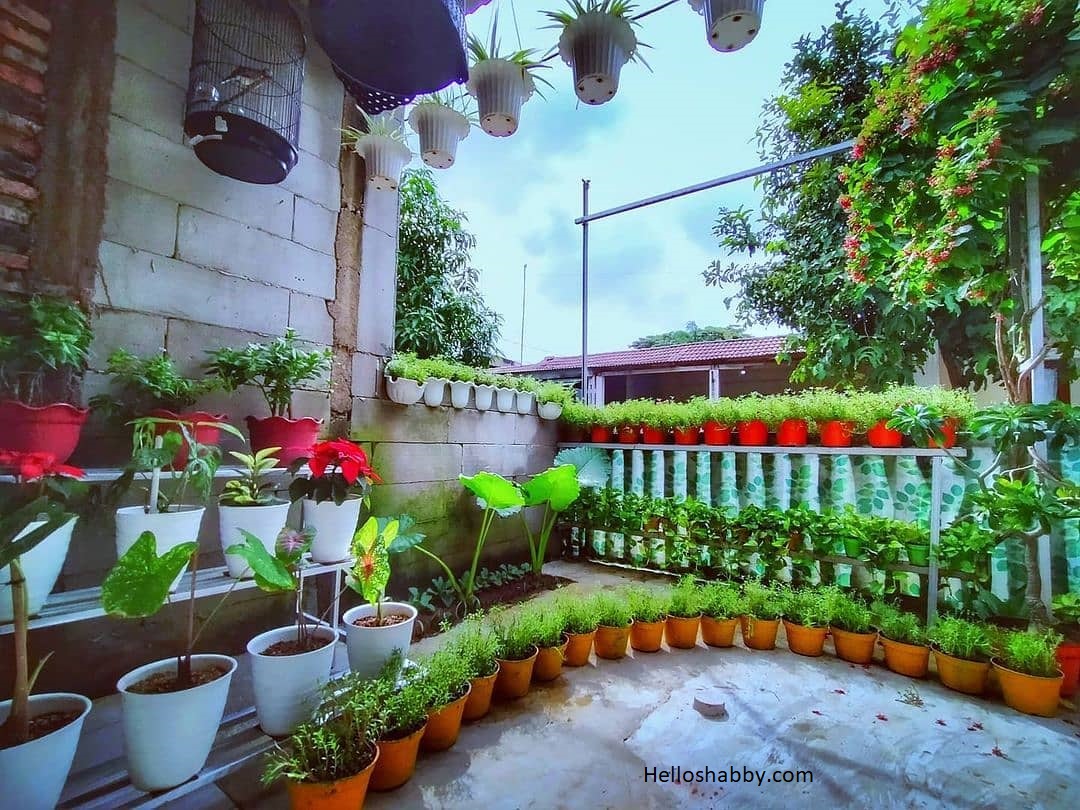 6 Ide Desain Taman Teras Minimalis dengan Penataan Tanaman dalam Pot