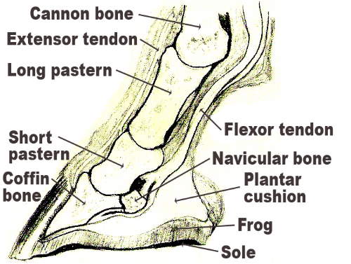 Foot+anatomy.jpg