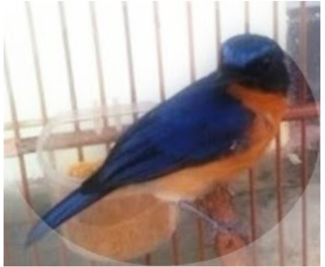 Penyebab Dan Cara Mengatasi Burung Tledekan Ngedrop