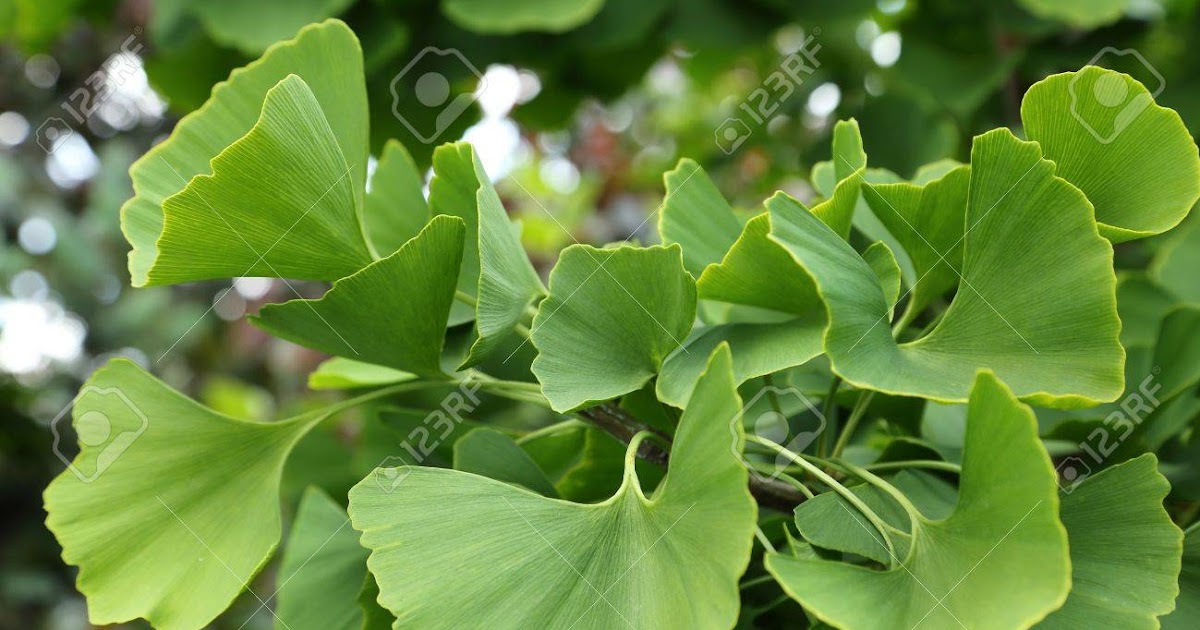 Ginkgo biloba y vértigo