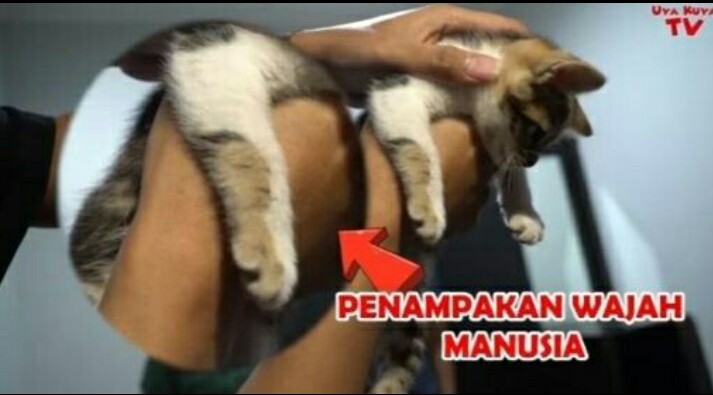 Ibu Nagita Slavina Punya Kucing Bercorak Wajah Manusia Harganya Rp 1 M Gelorabangsa Com