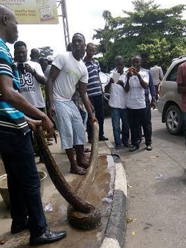 python snake killed ikeja lagos