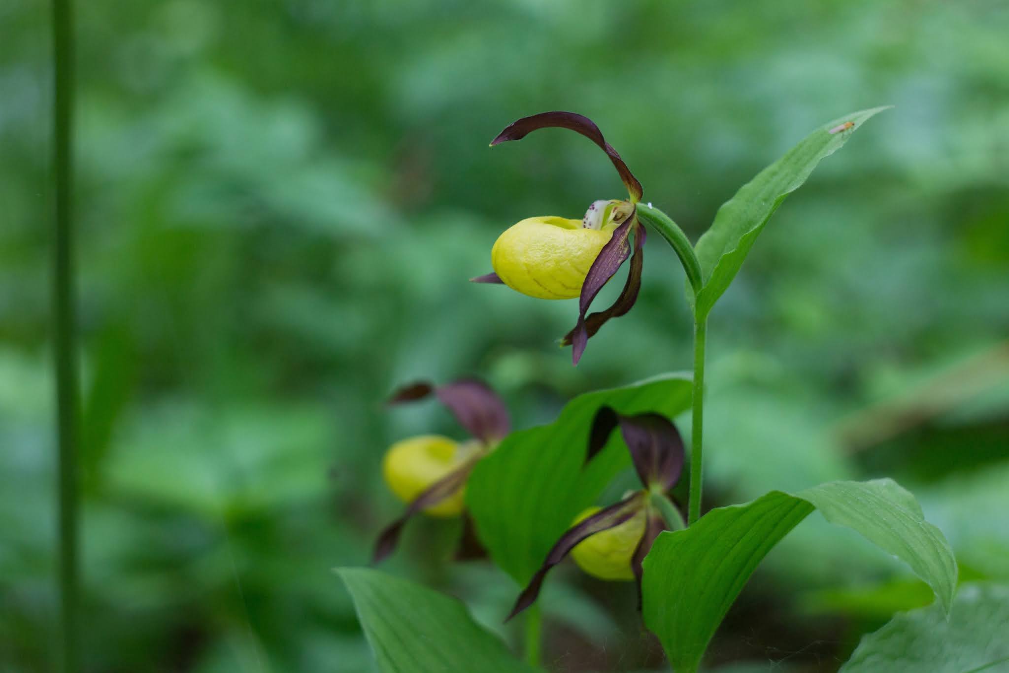 венерина мухоловка. франклиния алатамаха (franklinia alatamaha). 75 видов растений. разные растения. алтайский цветок (кандык).