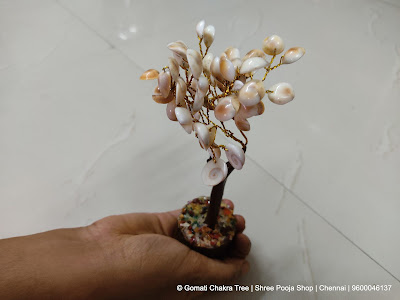 Gomati Chakra Tree | Shree Pooja Shop | Chennai