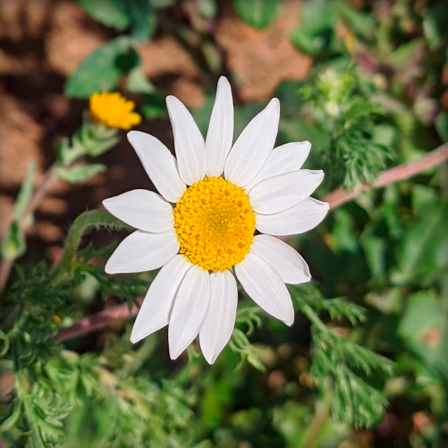 Flor Blanca Madirex