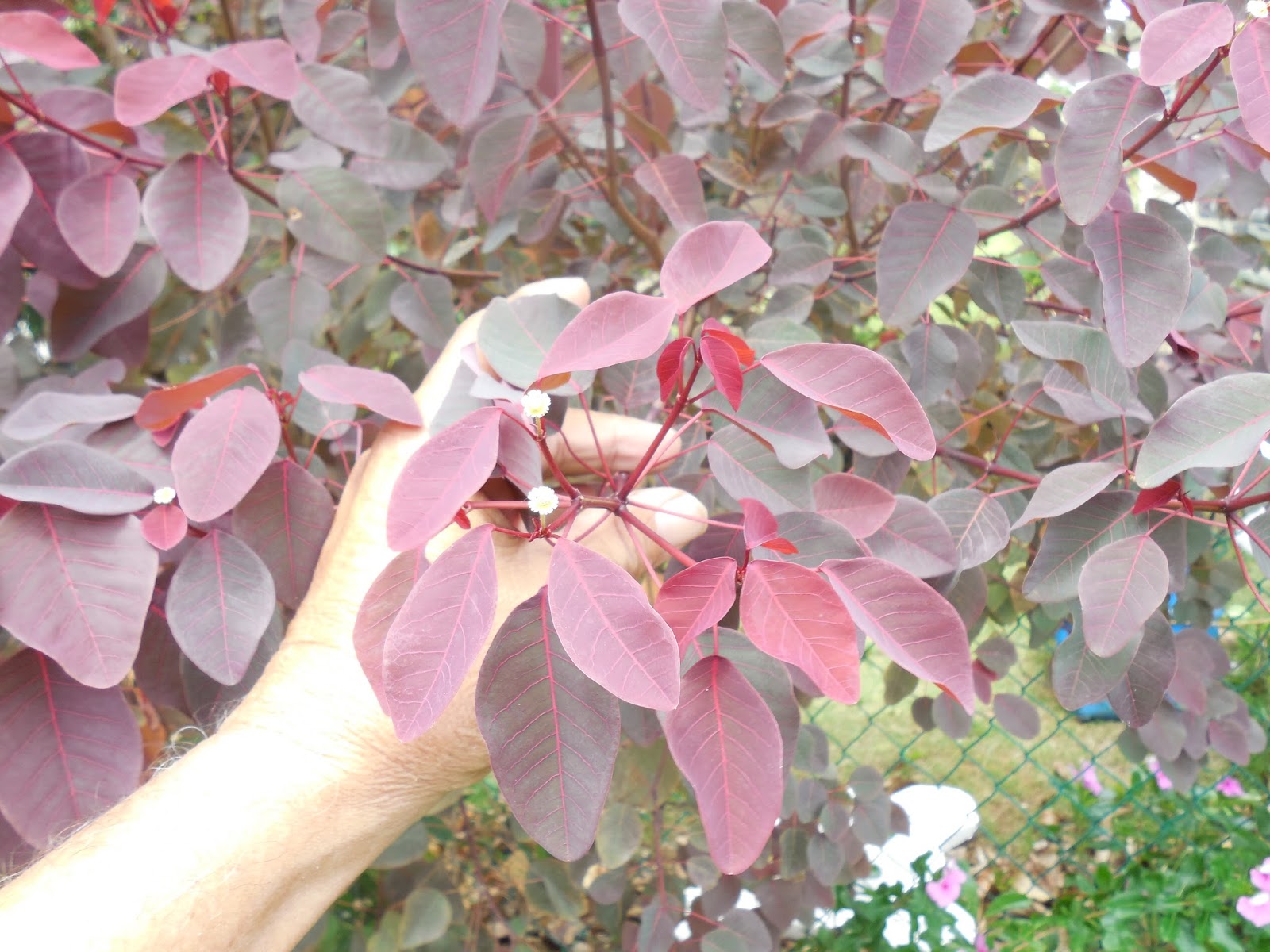 Flora de Puerto Rico Ilustrada Papo Vives: EUPHORBIACEAE&ndash;EUPHORBIA