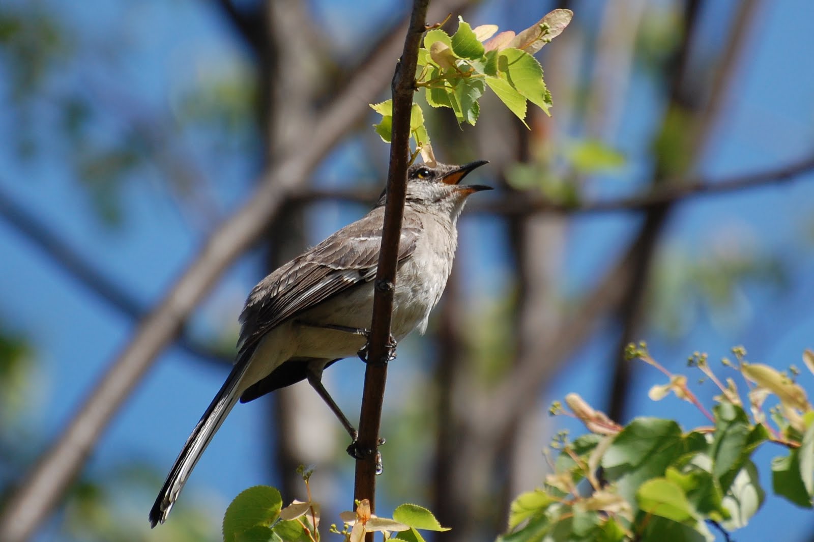 Urban Wildlife Guide: The Northern Mockingbird