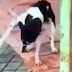 Perversidade: Vídeo de mulher cortando pata de cachorro vivo com facão choca a internet