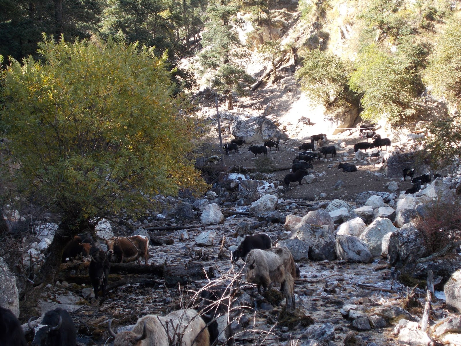 Вокруг Манаслу, долина Цум, Нар-Пу. Непал 2017.