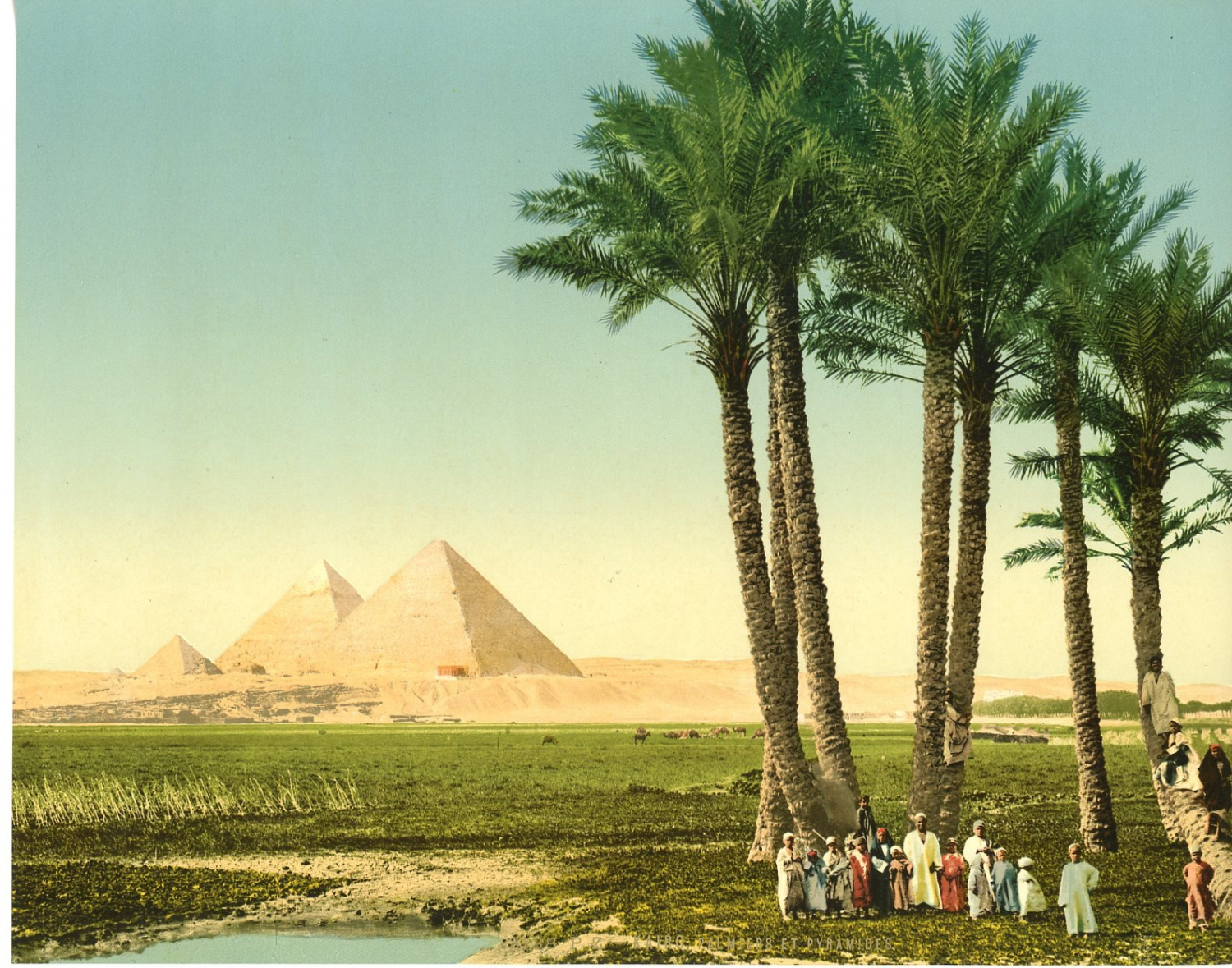 Египет природный фактор. Древний Египет пальмы и пирамиды. Климат Каира. Каир пальмы.