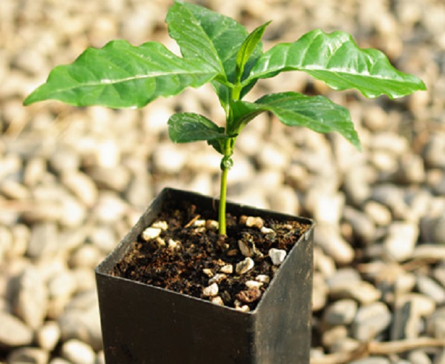 HOW TO GROW A COFFEE PLANT FROM SEEDS OR BEANS The Garden of Eaden