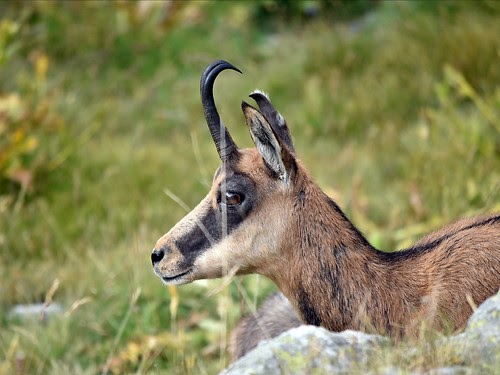 The chamois is a species of goat-antelope by strichpunkt