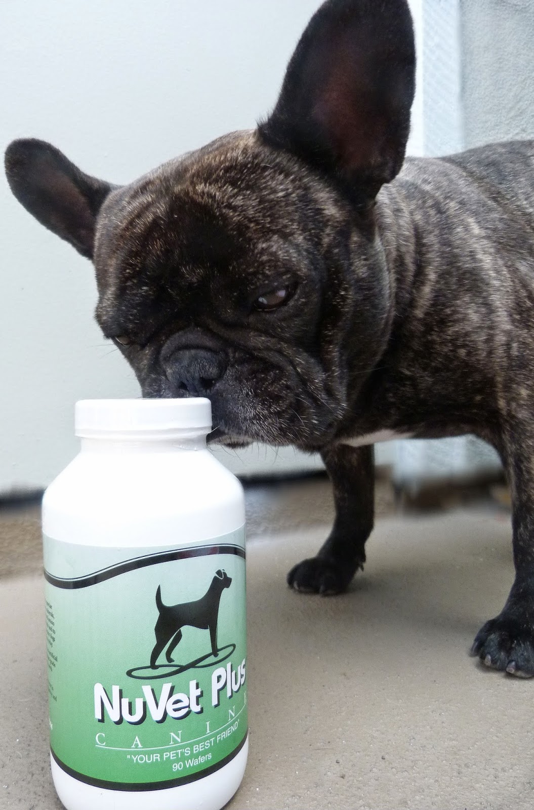 Best Vitamins For French Bulldog Puppies