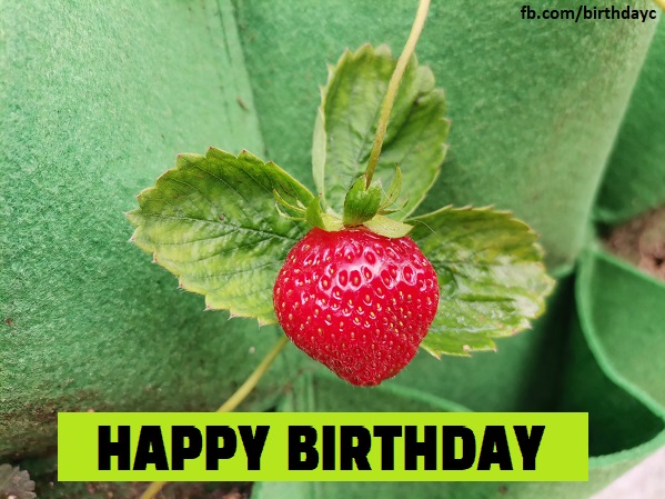 Fresh strawberry birthday greeting