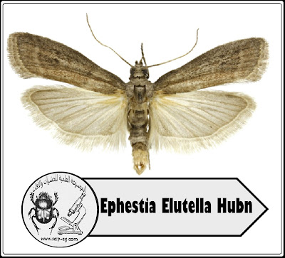 دودة الشيكولاتة Ephestia elutella (Hubn)