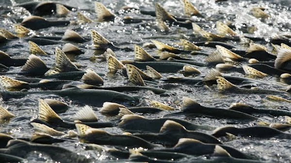 Masiva muerte de salmones en alaska. Masiva muerte de salmones en alaska.